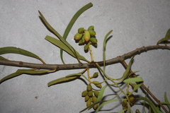 Dendrophthoe falcata